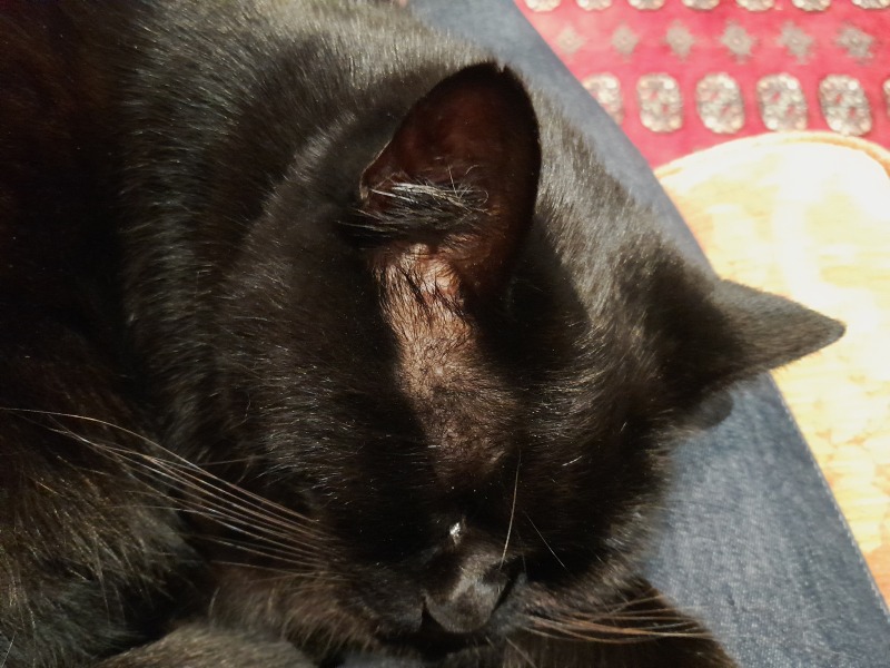 Poll - Your favourite bit of your cat(s)!