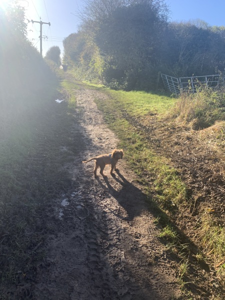 Puppy Survival Thread - for old and new pups