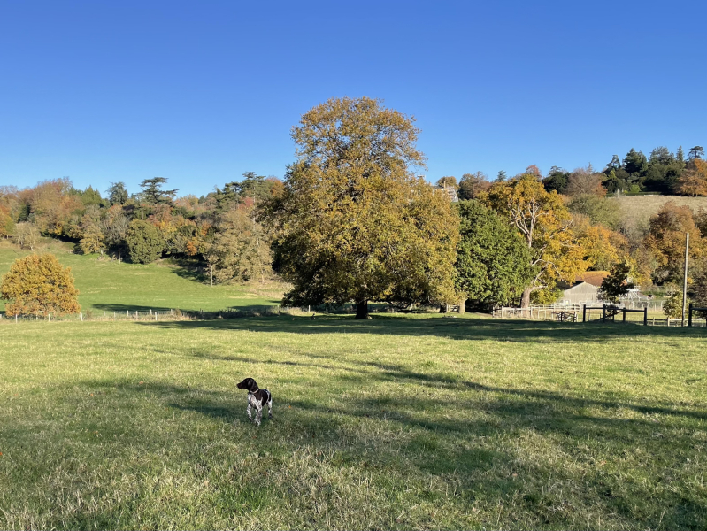 Puppy Survival Thread - for old and new pups