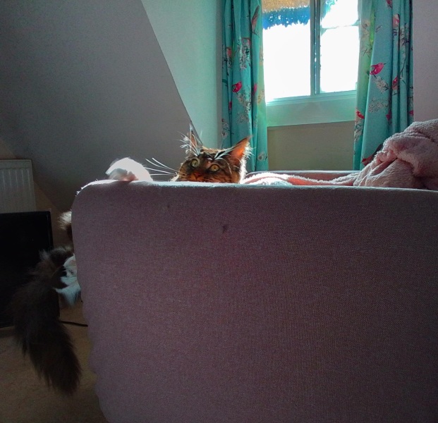 Poll - Your favourite bit of your cat(s)!