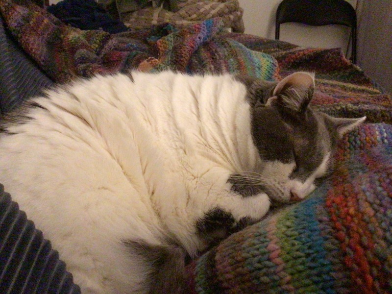 The Very Eventful Lives of the Excellent Cats