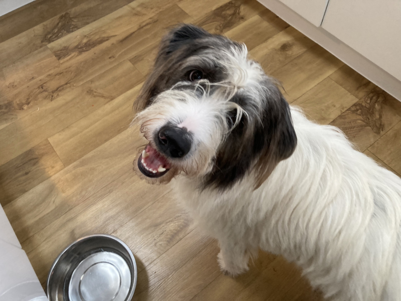 To ask you to come and celebrate your dog with me
