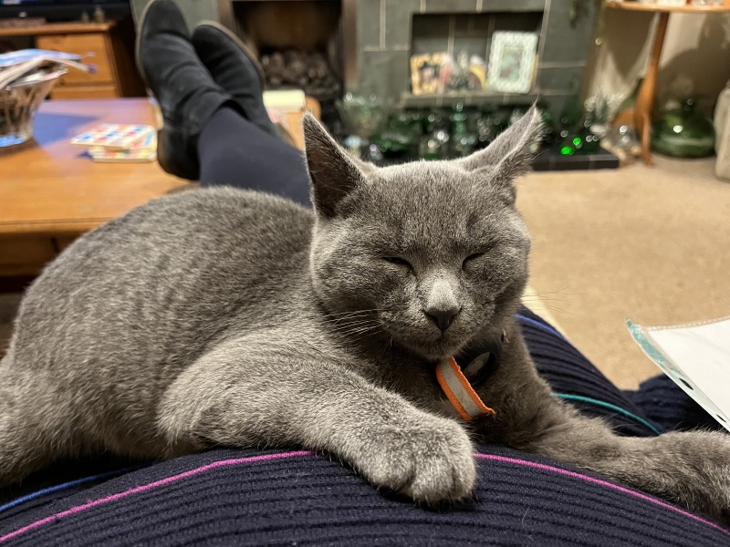 The Very Eventful Lives of the Excellent Cats