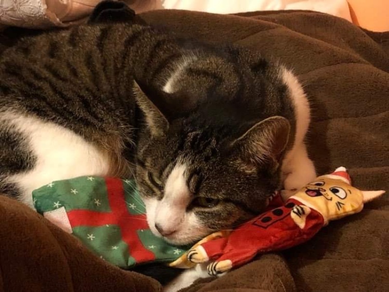 Post your cute kitties 😸
