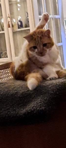 Post your cute kitties 😸