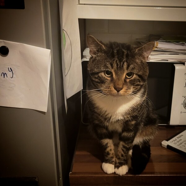 Please can I see pics of your cats?