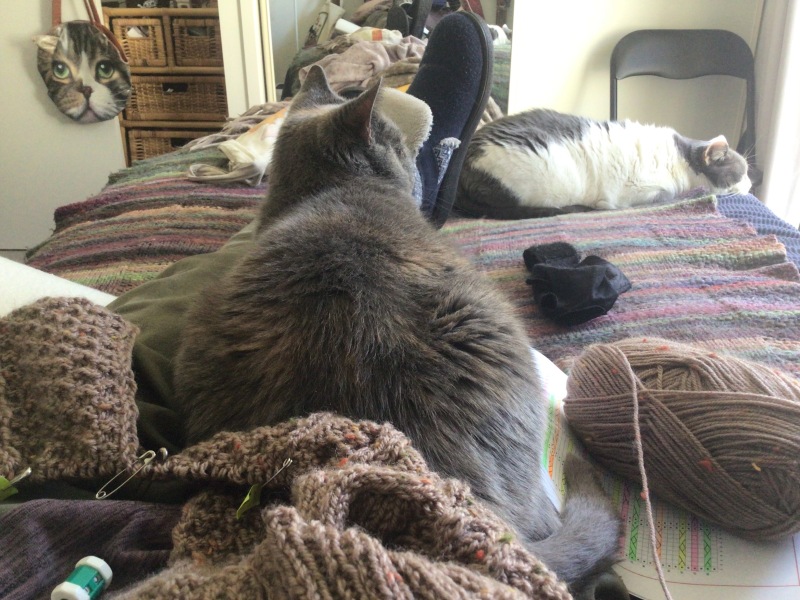 The Very Eventful Lives of the Excellent Cats