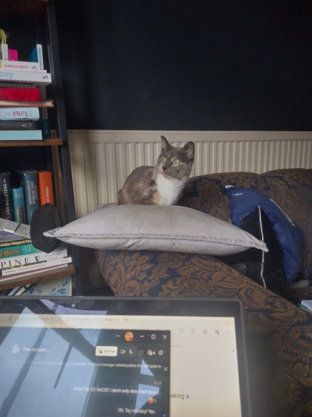 The Very Eventful Lives of the Excellent Cats