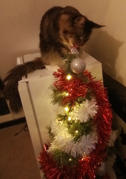 Is it just me or are people putting up the Christmas tree earlier and earlier?