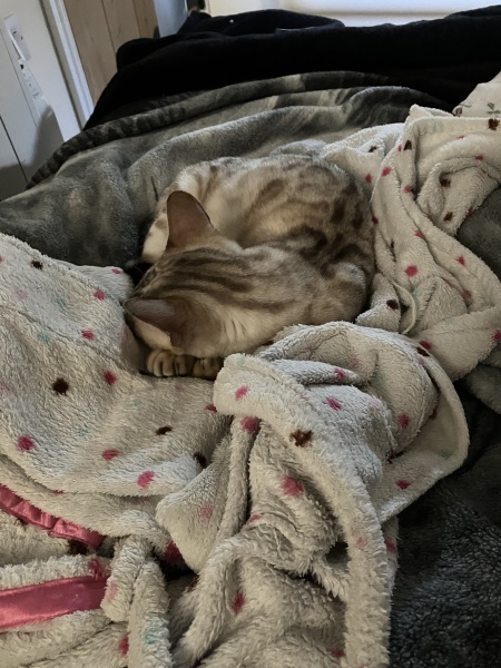 The Very Eventful Lives of the Excellent Cats