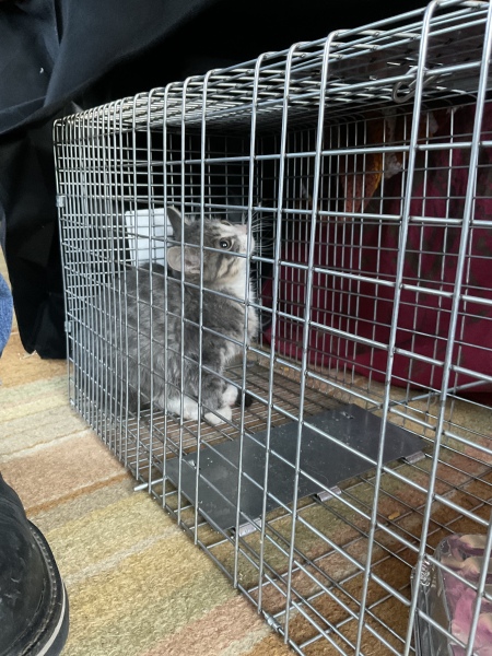 People who pick up ‘lost cats’