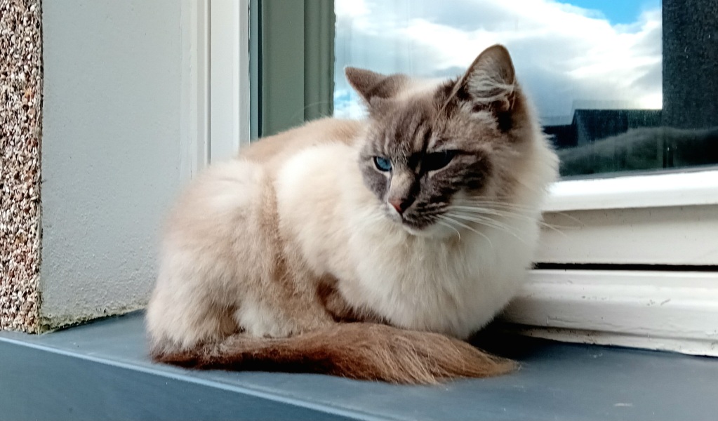 The Very Eventful Lives of the Excellent Cats
