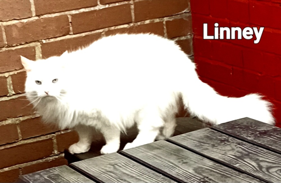 The Very Eventful Lives of the Excellent Cats