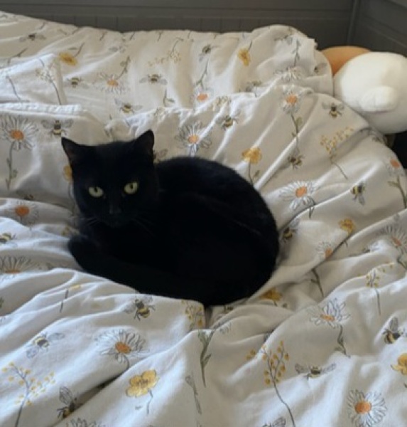 Post your cute kitties 😸