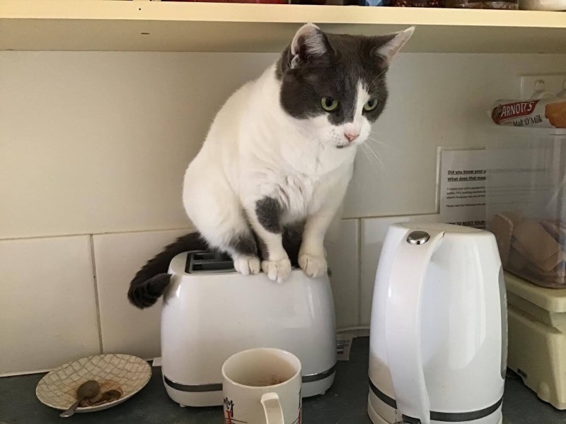 The Very Eventful Lives of the Excellent Cats