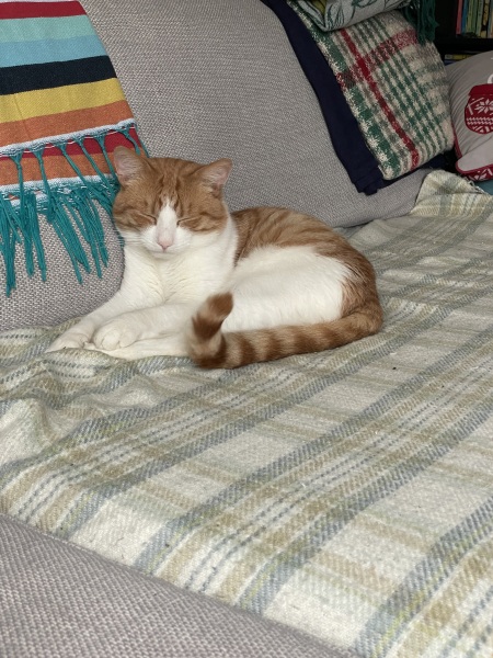 Does cat wee always smell?