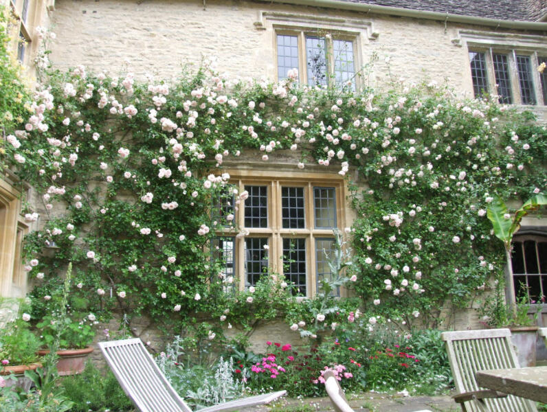 Rose pruning