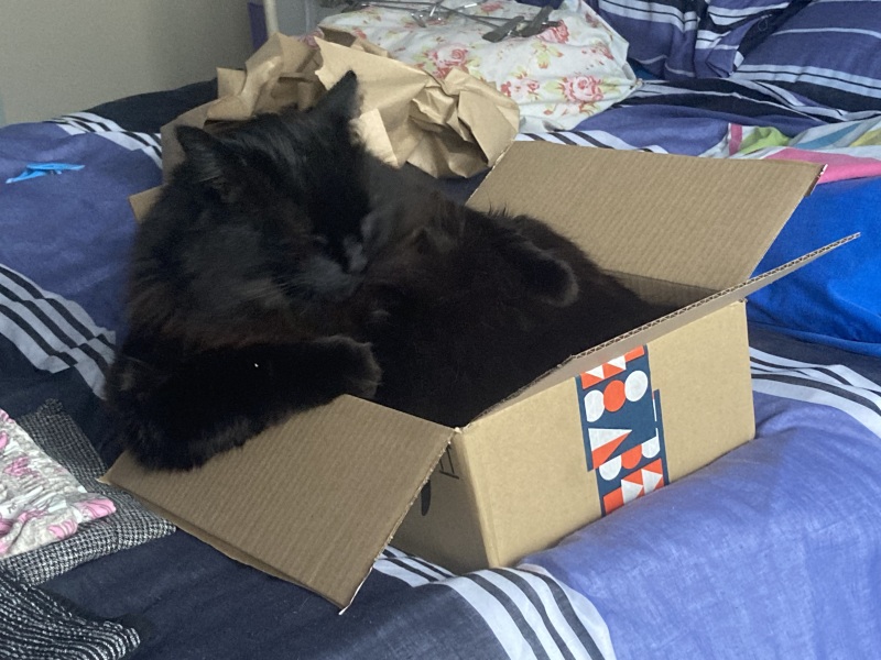 The Very Eventful Lives of the Excellent Cats