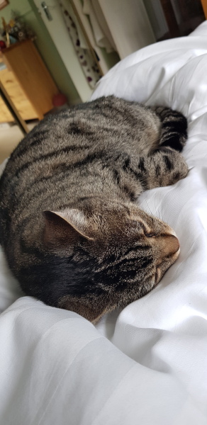Post your cute kitties 😸