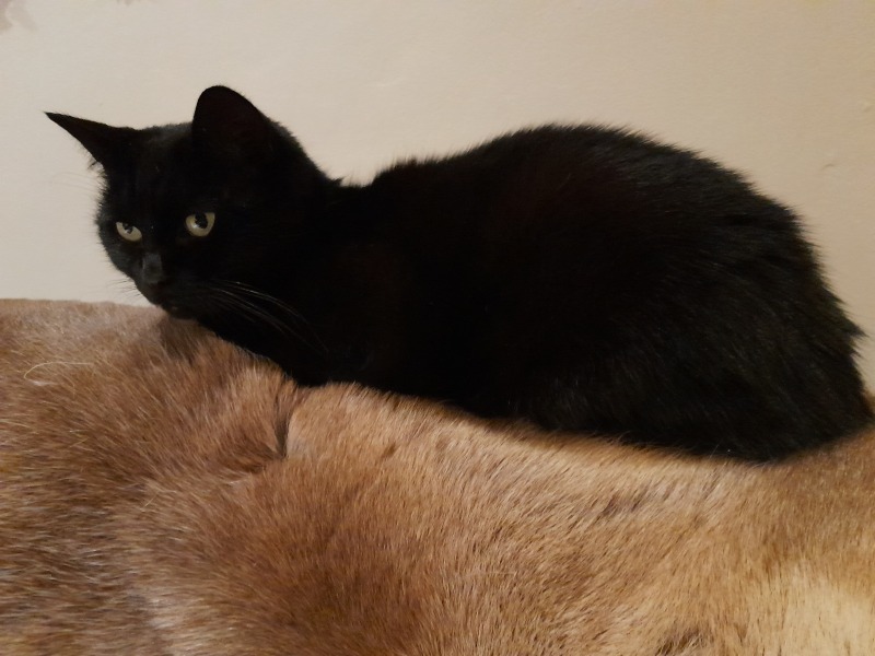 Let's see your best "Loaf of Doom" pics!