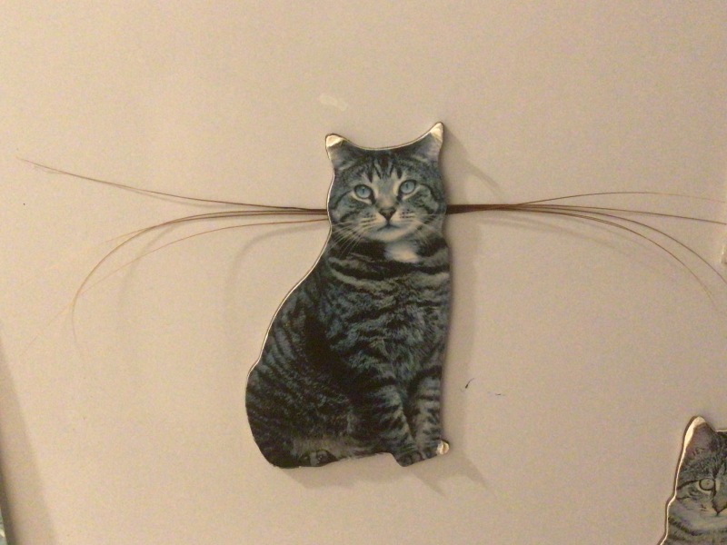 Magnificent whiskers