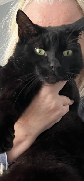Please can I see pics of your cats?