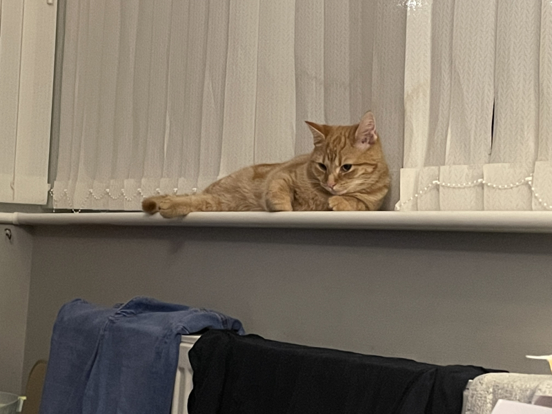 The Very Eventful Lives of the Excellent Cats