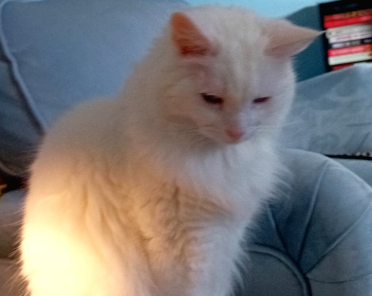 The Very Eventful Lives of the Excellent Cats
