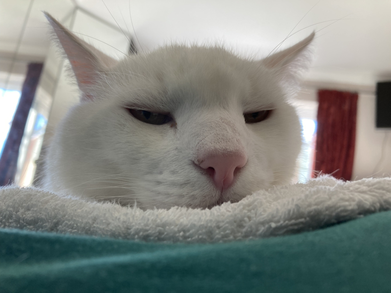 Please can I see pics of your cats?