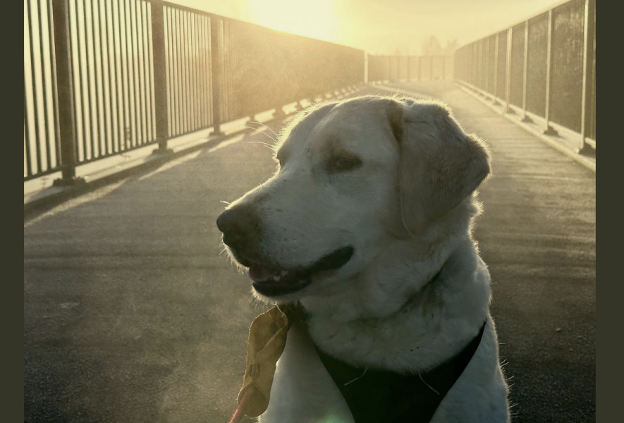 Teen dog thread