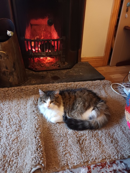 Ready to adopt a furry master - give me your advice...