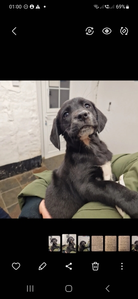 New puppies - kit recommendations