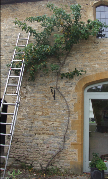 Rose pruning