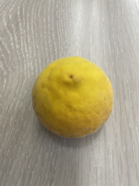 Fruit identification