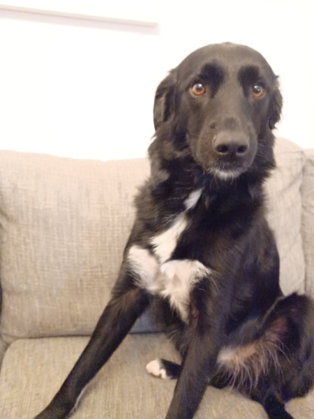 Does anyone else have a mongrel?