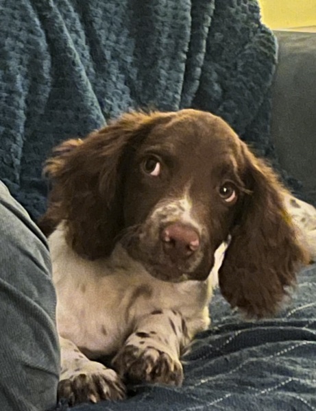 To ask you to come and celebrate your dog with me