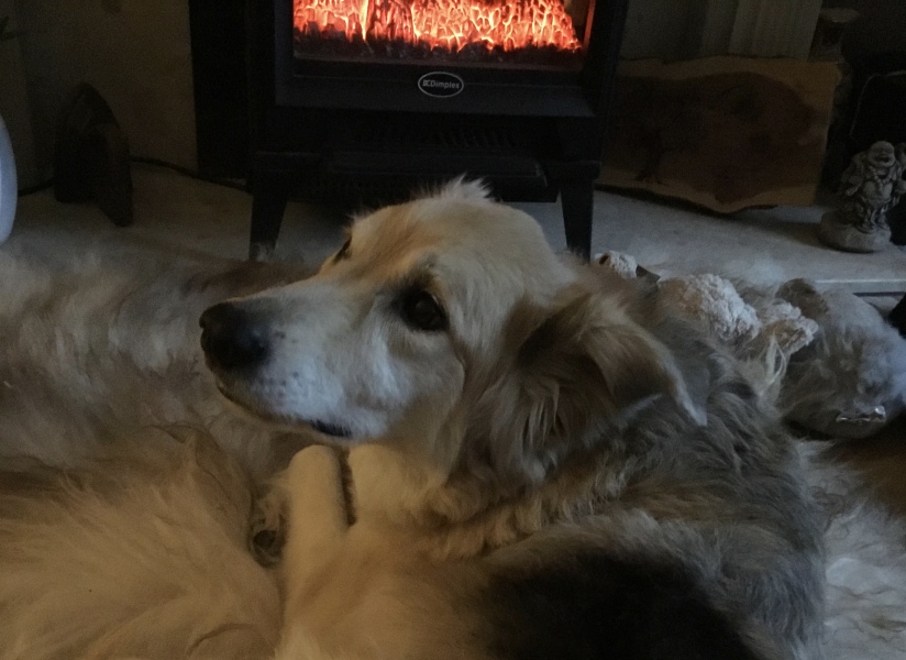 Romanian rescues anyone?