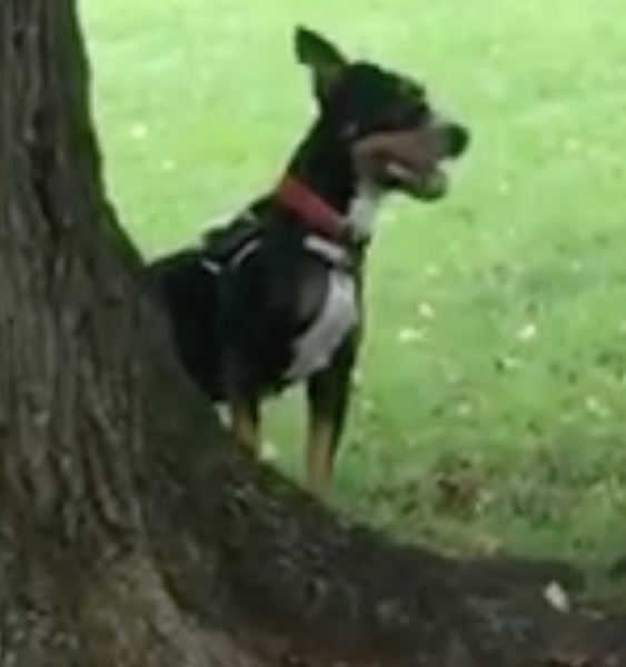Just fucking sick of dogs