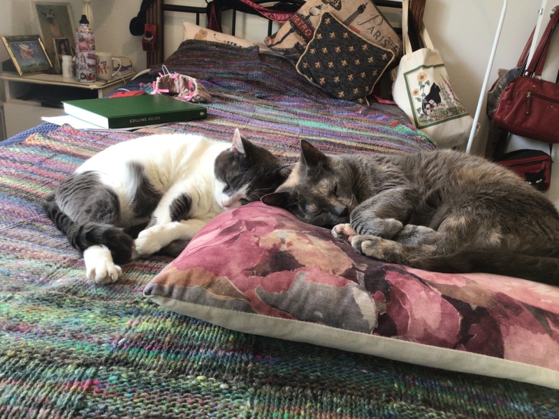 Post your cute kitties 😸