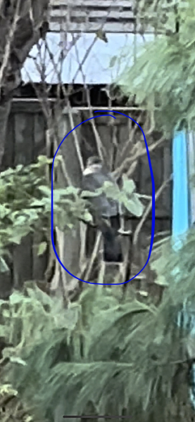 Can anyone ID this bird of prey in the garden?