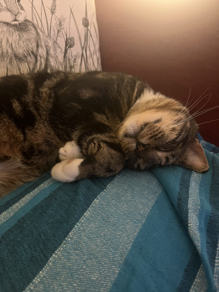 Should I get a cat? (Maine Coon)