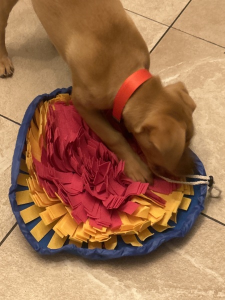 Puppy Survival Thread - for old and new pups heading into winter