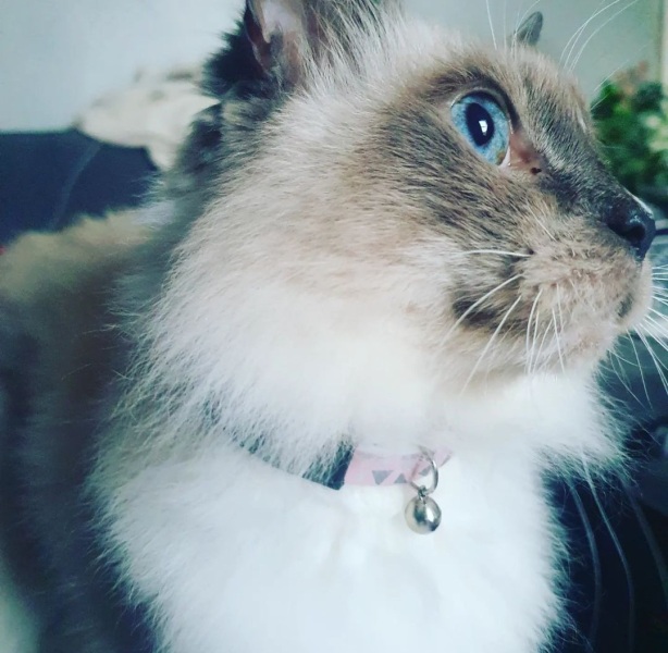 Post your cute kitties 😸