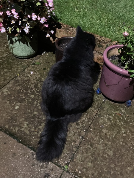 The Very Eventful Lives of the Excellent Cats