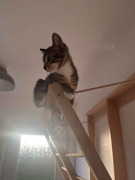 Kittens and stairs