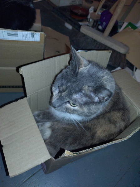 The Very Eventful Lives of the Excellent Cats