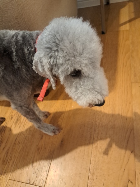 To ask you to come and celebrate your dog with me