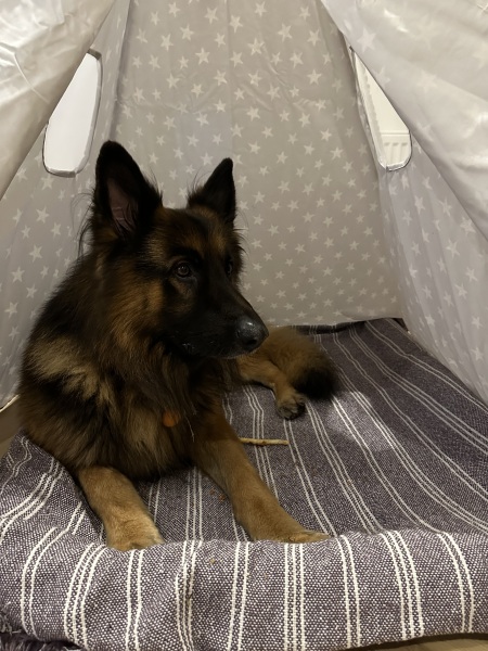 To ask you to come and celebrate your dog with me