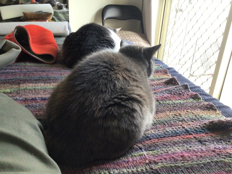Oh the horror! Impending starvation!🙀