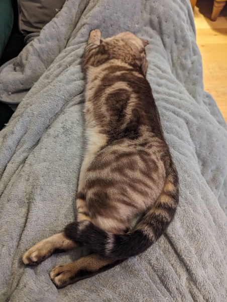 The Very Eventful Lives of the Excellent Cats